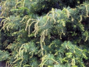 imprelis herbicide white pine damage