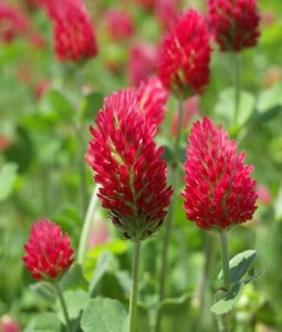 crimson clover cover crop cover crop crimson clover
