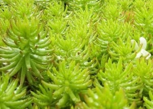 sedum rupestre organic gardening angelina sedum