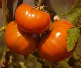 organic garden tomatoes 