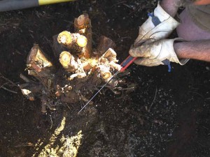 removing a yew shrub