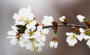 Free gardening images for your blog or website