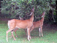 how to keep deer out of your garden