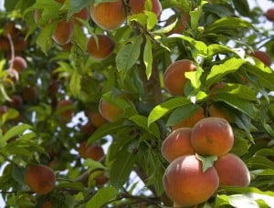 How to Select Healthy Fruit Trees and Berry Bushes