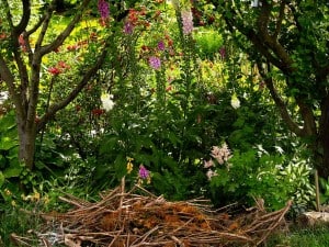 The Joy Of Shade Gardening