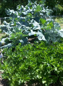 Are Your Lawn And Garden Chemically Dependent?
