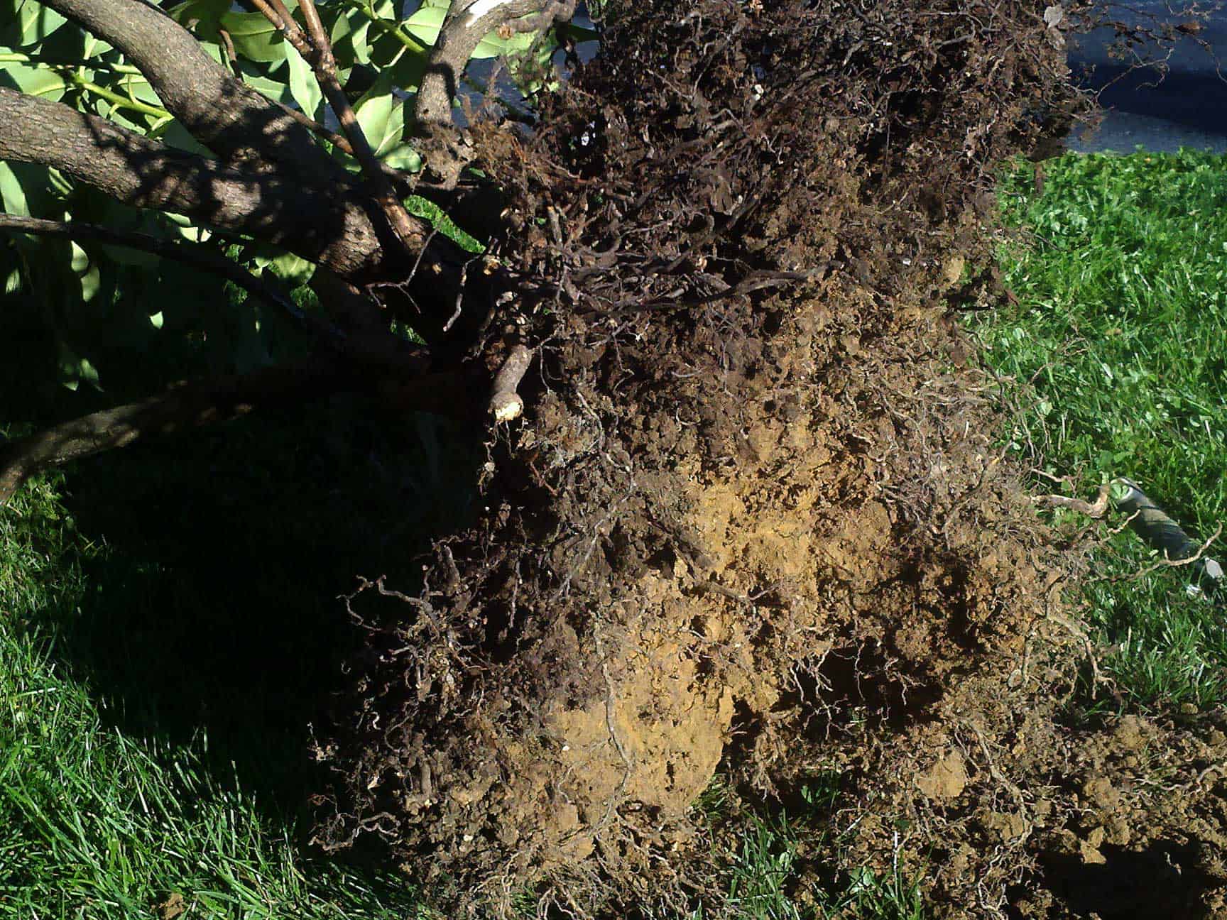 You Wont Believe These Crazy Rhododendron Roots