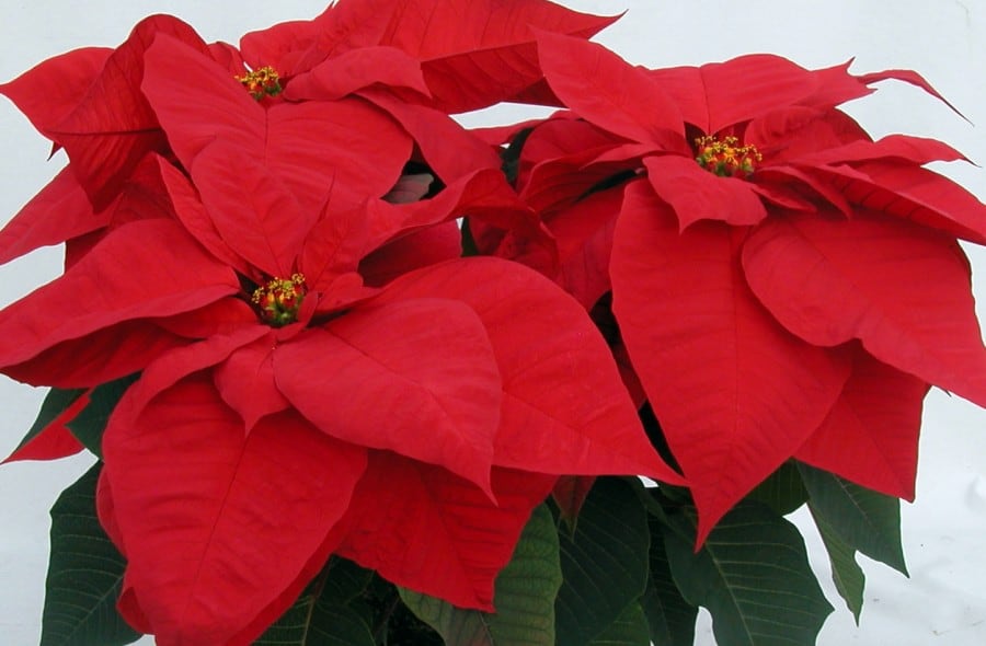 Poinsettias: Tips on Caring for the Holiday's Most Loved Plant ⋆ Big Blog Of Gardening