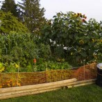 Plan Your Organic Home Garden