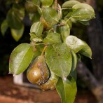 Symptoms Of Tomato Blight, Powdery Mildew and Black Spot