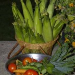 Starting An Organic Garden: Feed Your Soil