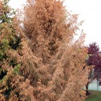 Imprelis Herbicide Lawsuit Now Class Action-Can You Join?
