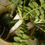 Organic Garden Cover Crop: Daikon Radish