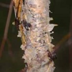 How To Plant a River Birch Tree