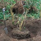 Fall Is Perfect Season For Planting And Transplanting