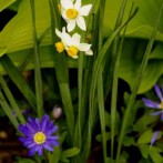 How To Plan An Organic Vegetable Or Flower Garden