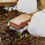 Home Garden Tip:Milk Jugs Protect Seedlings