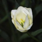 New Organic Garden Pictures of Early Spring Bloomers