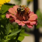 Pollination: Invite Bees Into Your Organic Garden