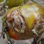 Tomato Blight In Pennsylvania