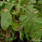 Should You Compost Your Blighted Tomato Plants?