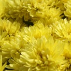 Dear Garden Centers: Chrysanthemums Are Not Annuals