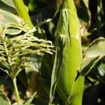 How To Grow Organic Sweet Corn And Love It!