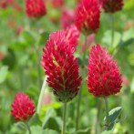 Fall Gardening: Plant Cover Crops To Protect Your Vegetable Beds