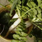 Fall Garden Harvest:Daikon Radish, Spinach and Scallions