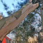 Saving Snow And Ice Damaged Trees