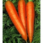 Fresh Organic Garden Carrots, Anyone?