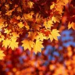 Get Your Raised Organic Garden Beds Ready For Winter