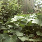 Companion Planting As Organic Pest Control