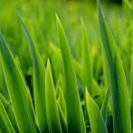 Should You Fertilize Your Lawn This Fall?