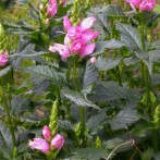 Switchgrass, Sedum, Solomon’s Seal, Turtlehead: Choice perennials for 2012