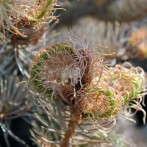 DuPont’s Imprelis Herbicide Suspected of Killing Evergreens