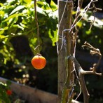 Fall Gardening:Tune Up Vegetable And Flower Beds