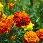 Human Urine As Fertilizer In Your Home Garden?