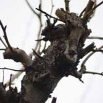 Choose Plants With Attractive Bark For Winter Landscapes