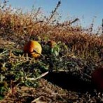 Preparing Your Vegetable Garden Beds For Winter