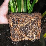 Choosing Healthy Nursery Plants For Your Home Garden