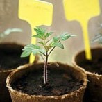 Starting Vegetable Seeds Indoors-A Primer