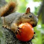 Keeping Squirrels Out Of Your Home Garden