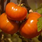 How to grow perfect tomatoes part 1