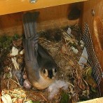 Birdwatching Secrets and Tips: How to Get Birds to Use Your Nest Box