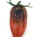 Avoiding Tomato Blight In Your Organic Garden