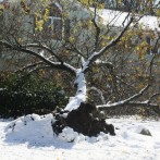 Why Snow Causes More Tree Damage in Fall Than Winter