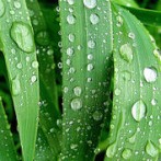 Organic Lawn Care 101:Making The Transition From Chemicals