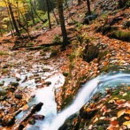 Turn Tree Leaves Into Compost, Mulch And Organic Fertilizer