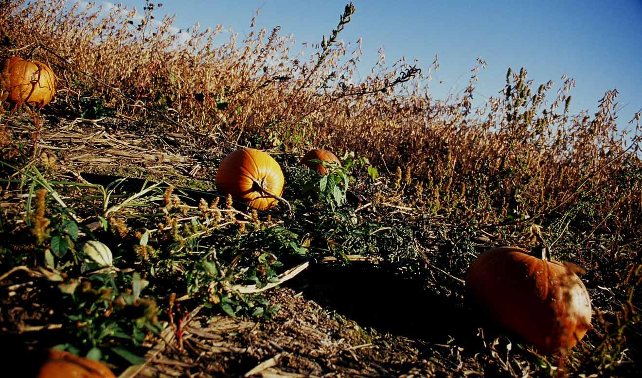 fall pumpkins in field